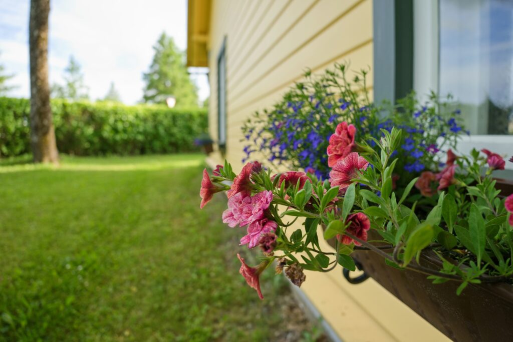 Flowers and a lawn outside a house on a sunny day